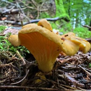 Chanterelle, Common