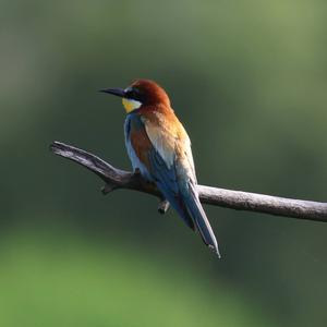 European Bee-eater