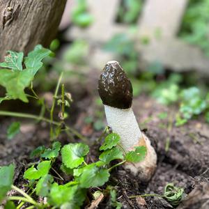 Gemeine Stinkmorchel