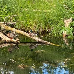 Mallard