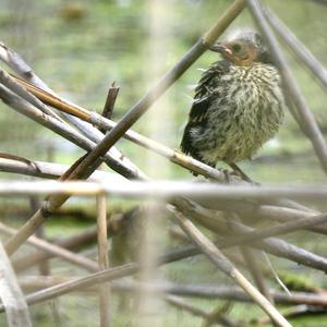 Red-winged Blackbird