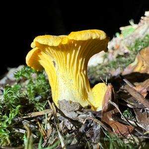 Chanterelle, Common
