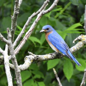 Eastern Bluebird