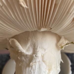 Stout-stalked Amanita