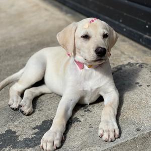 Retriever (Labrador)