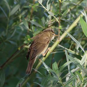 Marsh Warbler
