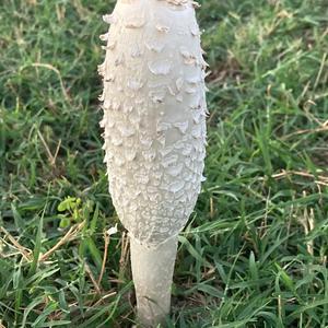 Shaggy Mane