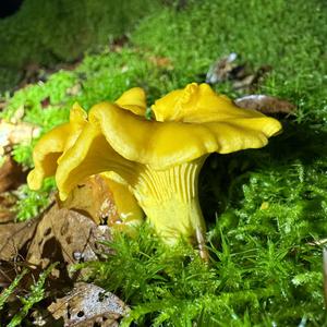 Chanterelle, Common