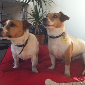 Unknown Breed