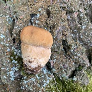 Steinpilz