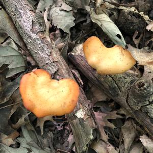 Kastanienbrauner Schwarzfussporling