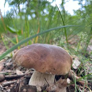 Summer Bolete