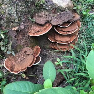 Artist`s Fungus