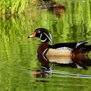 Wood Duck
