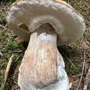 King Bolete
