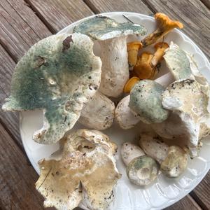 Gefelderter Grüntäubling