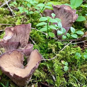 Pig`s Ear Gomphus
