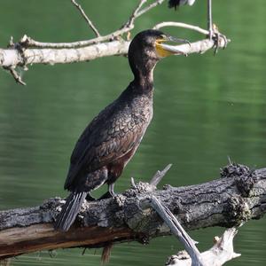 Kormoran