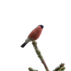 Eurasian Bullfinch