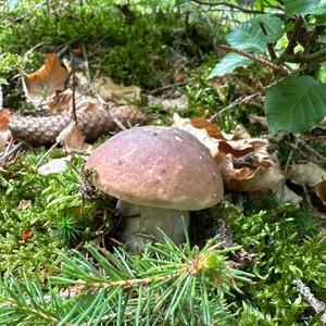 King Bolete