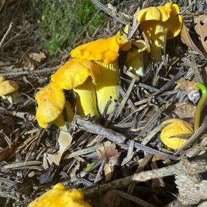 Chanterelle, Common