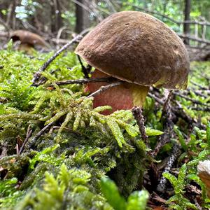 Dotted-stem Bolete