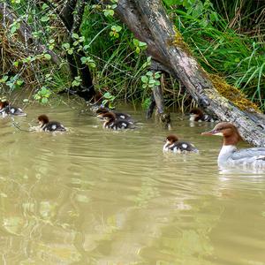Common Merganser