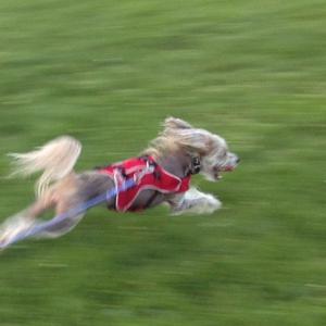 Chinese Crested Dog