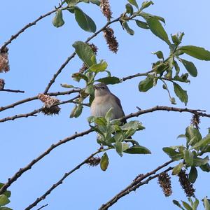 Garden Warbler