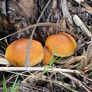 Beringter Flämmling