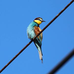 European Bee-eater