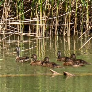Mallard
