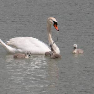 Mute Swan