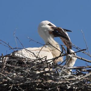 White Stork