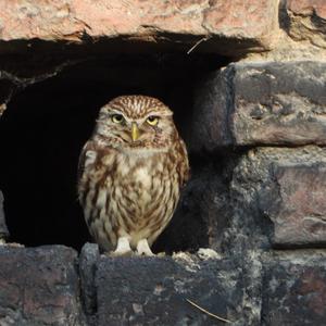 Little Owl