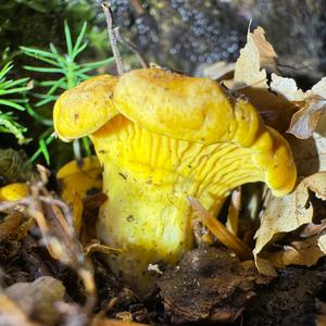 Chanterelle, Common