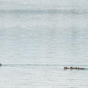 Mallard