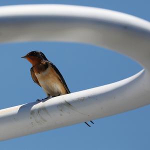 Barn Swallow