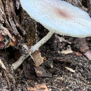 Agaricus impudicus