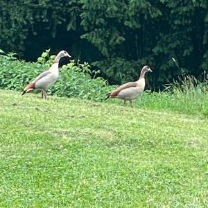 Egyptian Goose