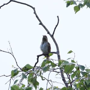 Eurasian Wryneck
