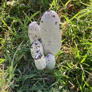 Shaggy Mane