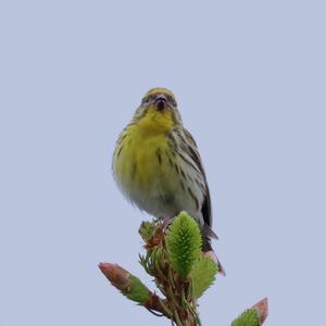 European Serin