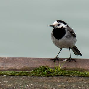 White Wagtail