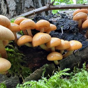 Stockschwämmchen