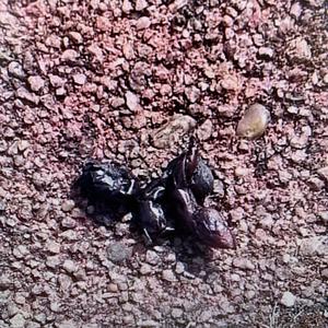 Unknown Species