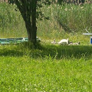 Höckerschwan