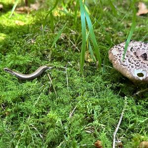 Habichtpilz