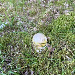 Grüner Knollenblätterpilz