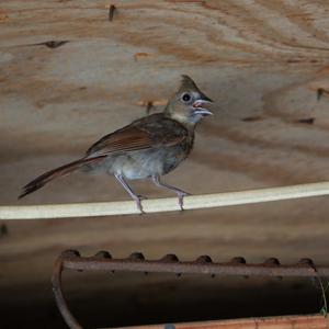 Northern Cardinal